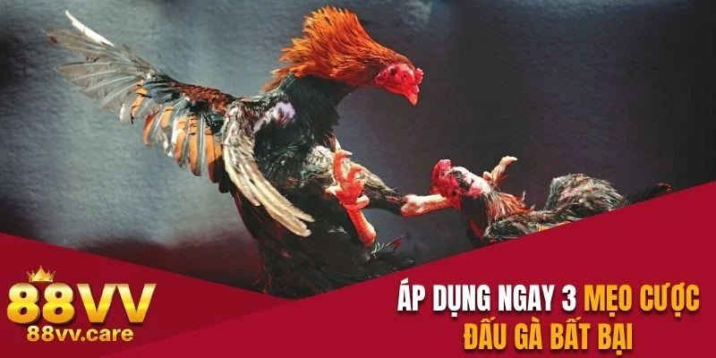 Áp dụng ngay 3 mẹo cược đấu gà bất bại