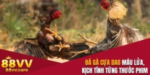 Đá gà cựa dao