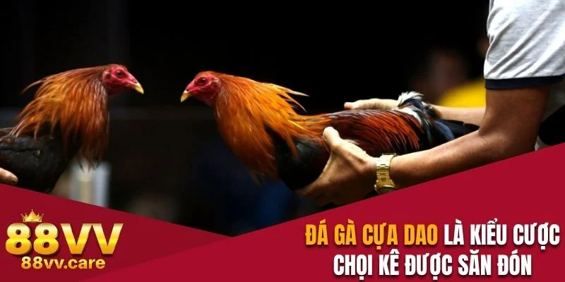 Đá Gà Cựa Dao là kiểu cược chọi kê được săn đón