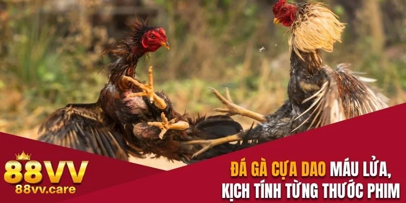 Đá gà cựa dao
