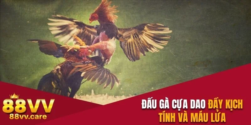 Đấu gà cựa dao đầy kịch tính và máu lửa